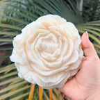 Peonia jumbo